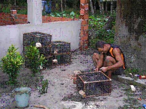 Pescadores preparando armadilhas para siris